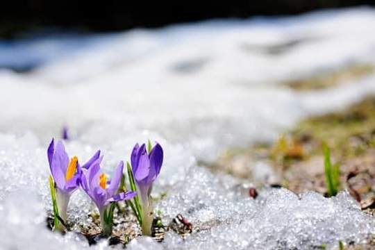 flowers poking through snow